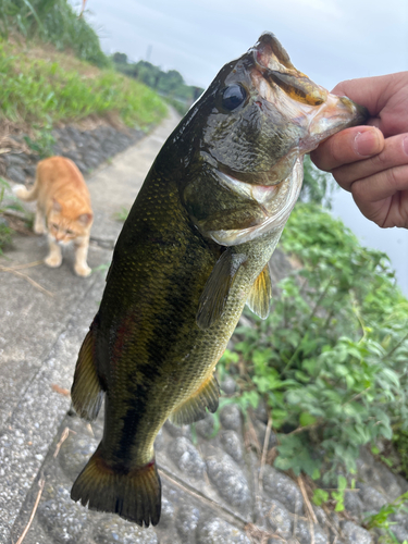 ラージマウスバスの釣果