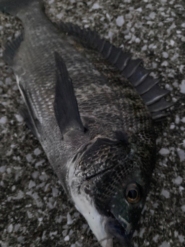 クロダイの釣果