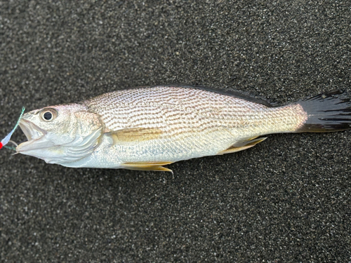 イシモチの釣果