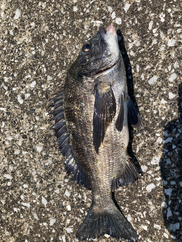 クロダイの釣果