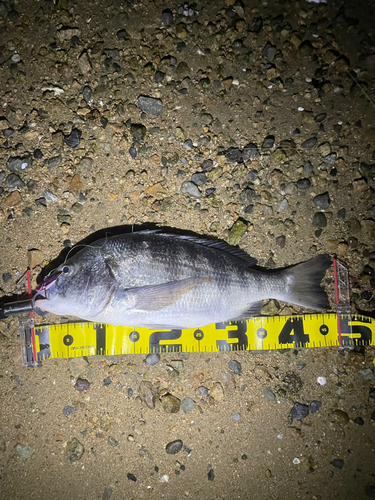 クロダイの釣果