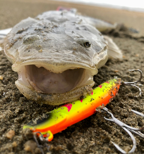 マゴチの釣果