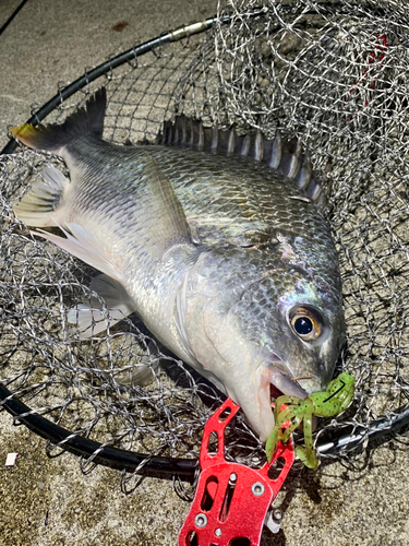 キビレの釣果