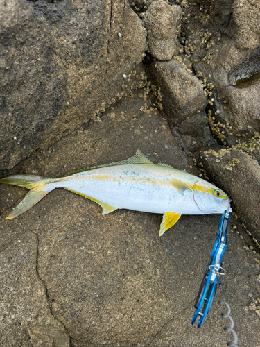 ヒラマサの釣果