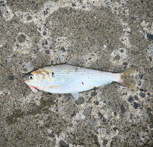 コノシロの釣果