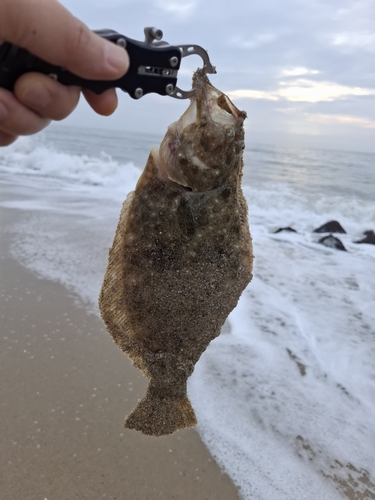 ソゲの釣果