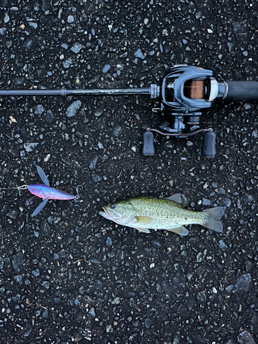 ラージマウスバスの釣果