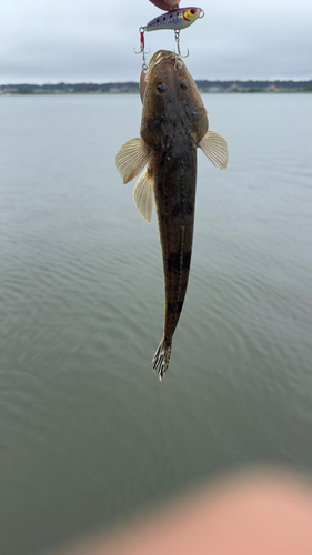 コチの釣果