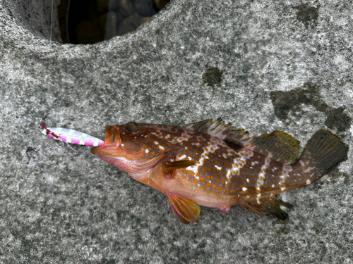 キジハタの釣果