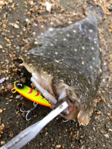 カレイの釣果