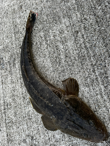 コチの釣果