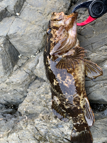 ベッコウゾイの釣果