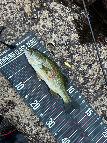 ブラックバスの釣果