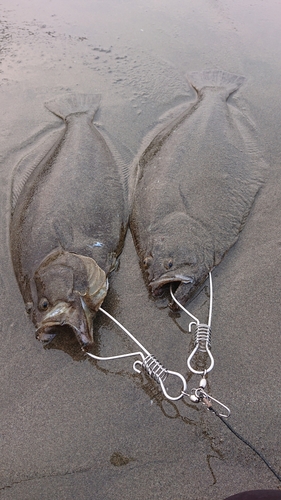 ヒラメの釣果