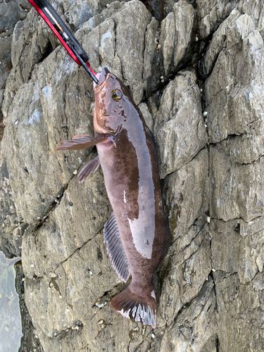 アイナメの釣果