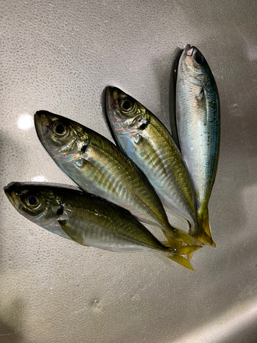 アジの釣果