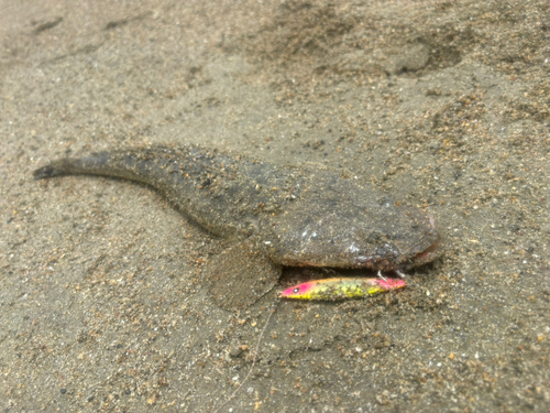 マゴチの釣果