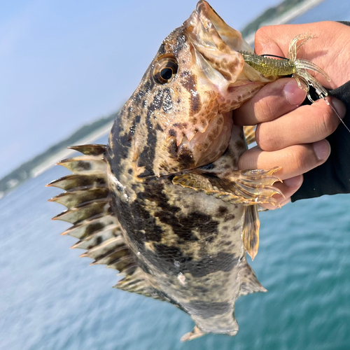 タケノコメバルの釣果