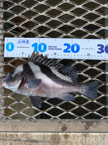 コショウダイの釣果