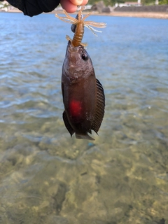 メギスの釣果