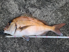 マダイの釣果