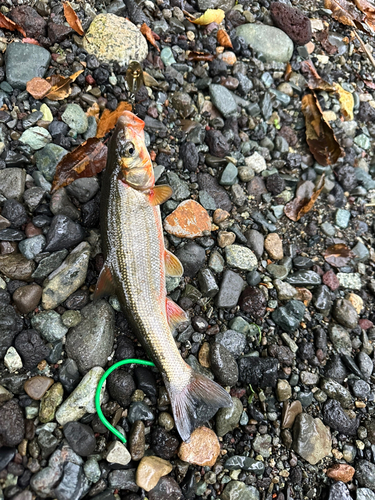 ウグイの釣果