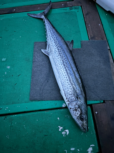 サワラの釣果