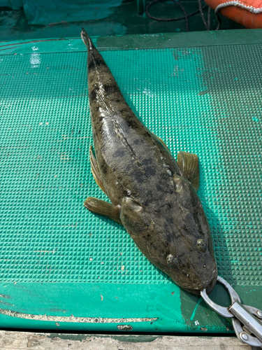 マゴチの釣果