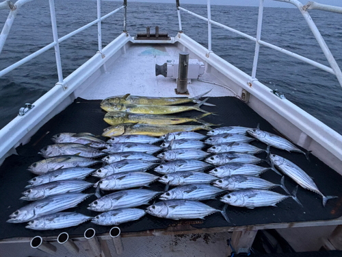 カツオの釣果