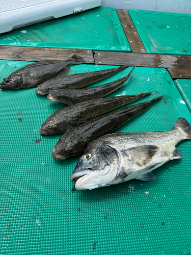 マゴチの釣果