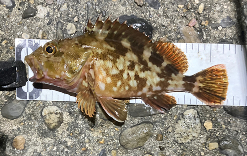 カサゴの釣果