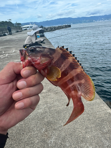 アカハタの釣果