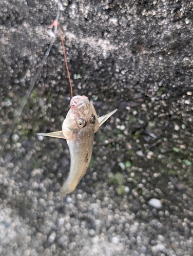 マハゼの釣果