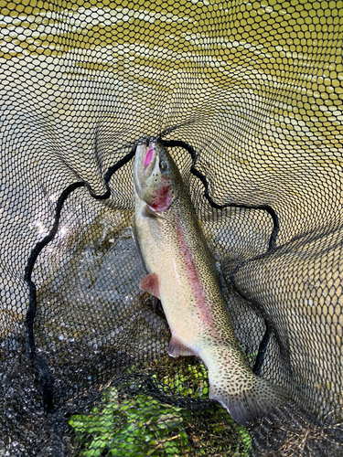 ニジマスの釣果