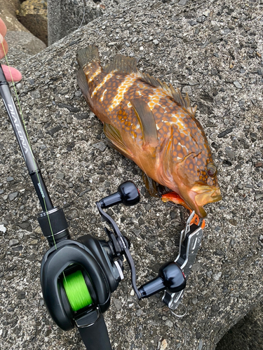 アコウの釣果