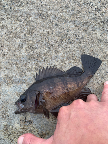 メバルの釣果