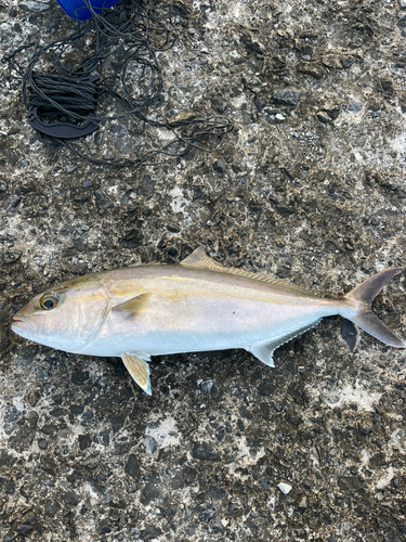 カンパチの釣果