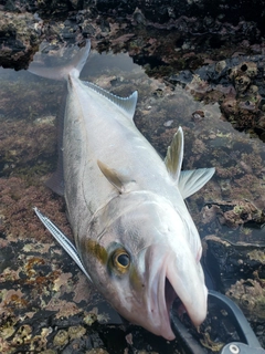 ネイリの釣果