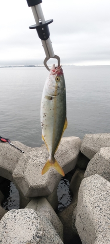 ツバスの釣果