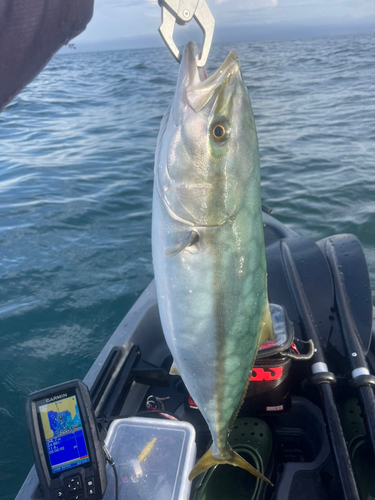 ワラサの釣果