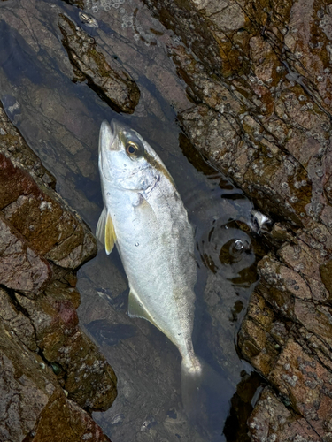 ネリゴの釣果