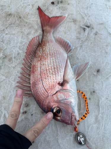 タイの釣果