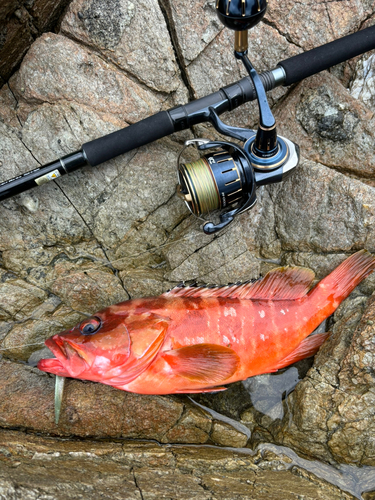 アカハタの釣果