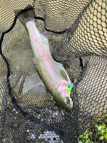 ニジマスの釣果