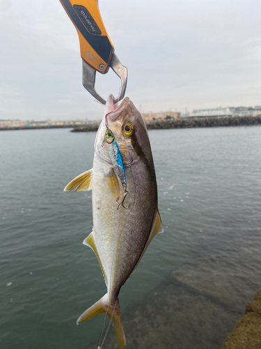 ショゴの釣果