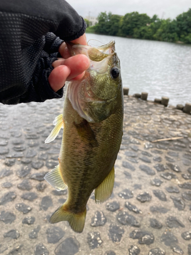 ラージマウスバスの釣果