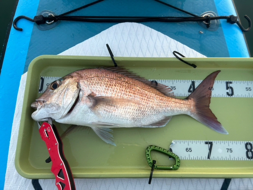 マダイの釣果