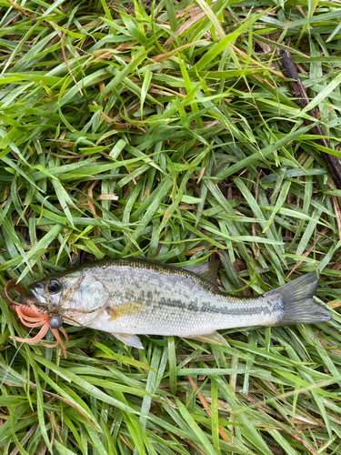 ラージマウスバスの釣果