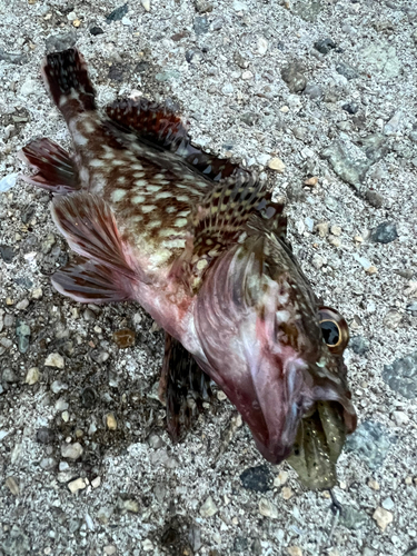 ガシラの釣果