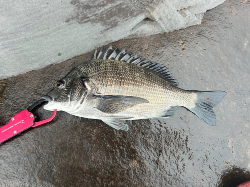 チヌの釣果